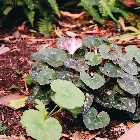 New - Swallow's Garden 리스본