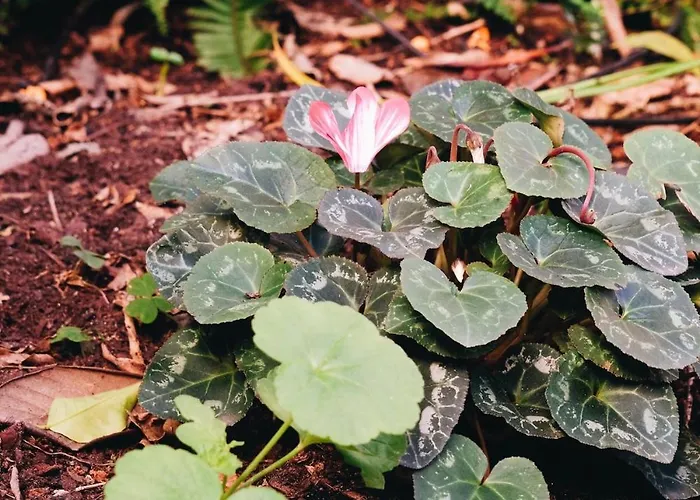 New - Swallow's Garden Lisboa